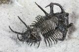 Ceratarges, Morocops & Gerastos Trilobite Plate #108697-14